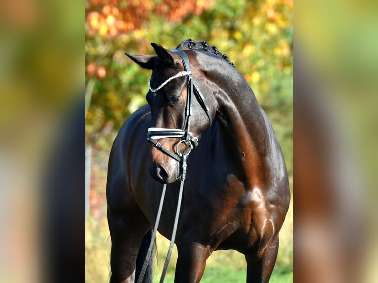 Caballo de deporte alemán Caballo castrado 4 años 165 cm Castaño oscuro in Kamern