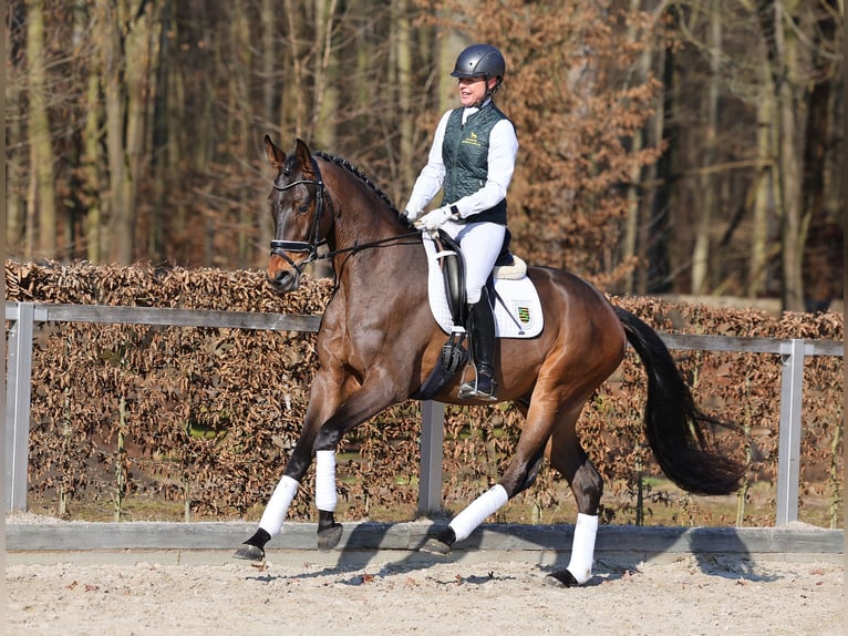 Caballo de deporte alemán Caballo castrado 4 años 165 cm Morcillo in Moritzburg