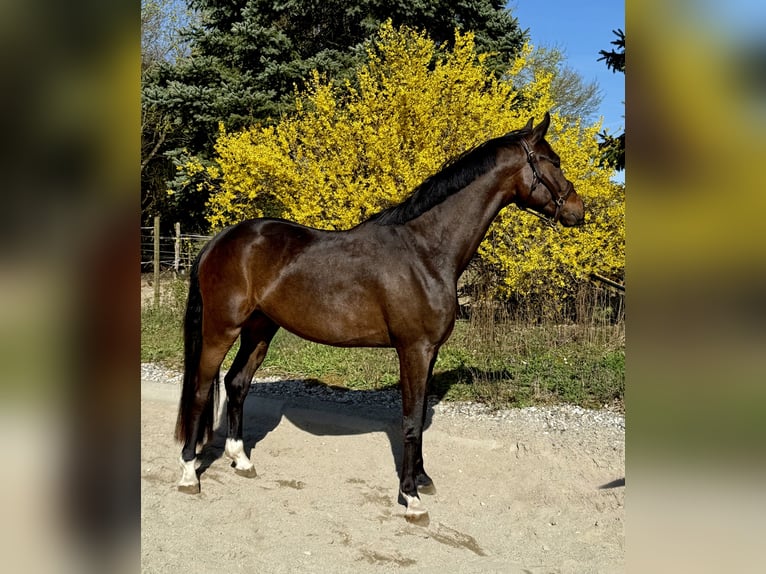 Caballo de deporte alemán Caballo castrado 4 años 165 cm Morcillo in Erharting