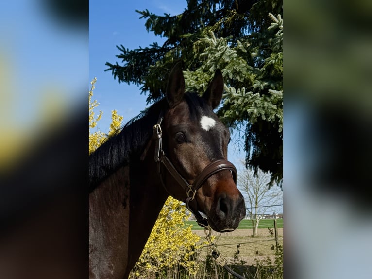 Caballo de deporte alemán Caballo castrado 4 años 165 cm Morcillo in Erharting