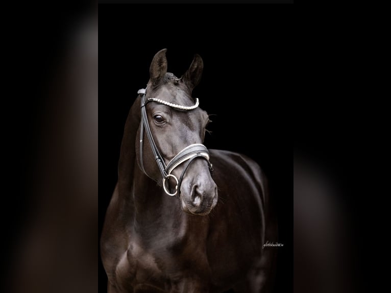 Caballo de deporte alemán Caballo castrado 4 años 165 cm Negro in Lehrberg