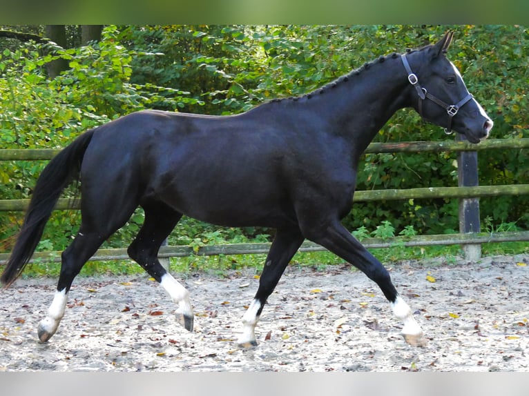 Caballo de deporte alemán Caballo castrado 4 años 165 cm Negro in Dorsten