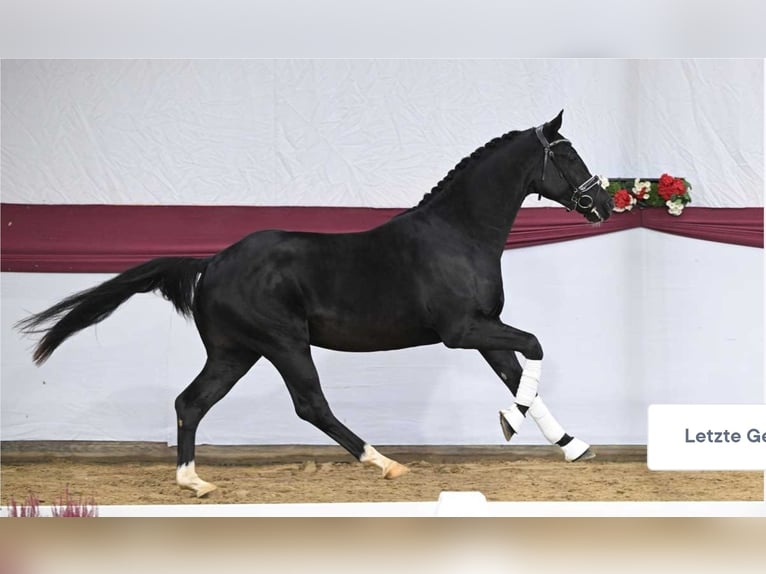 Caballo de deporte alemán Caballo castrado 4 años 165 cm Negro in Einhausen