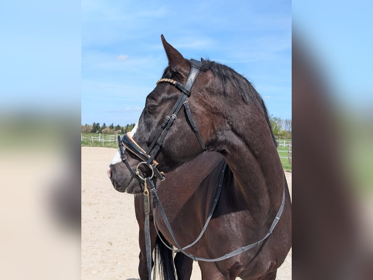Caballo de deporte alemán Caballo castrado 4 años 165 cm Negro in Einhausen