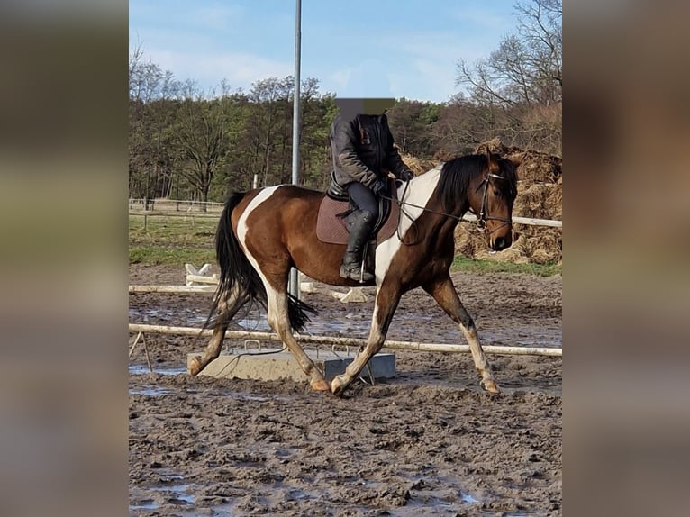 Caballo de deporte alemán Caballo castrado 4 años 165 cm Pío in Barleben