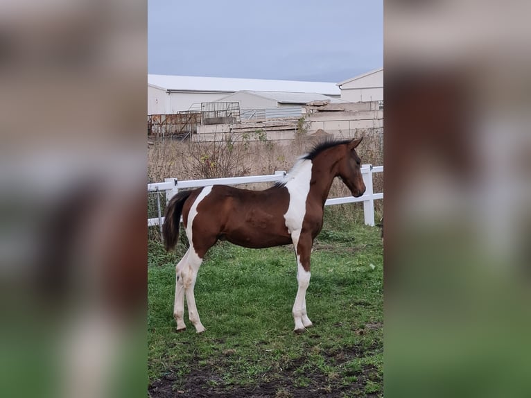 Caballo de deporte alemán Caballo castrado 4 años 165 cm Pío in Barleben