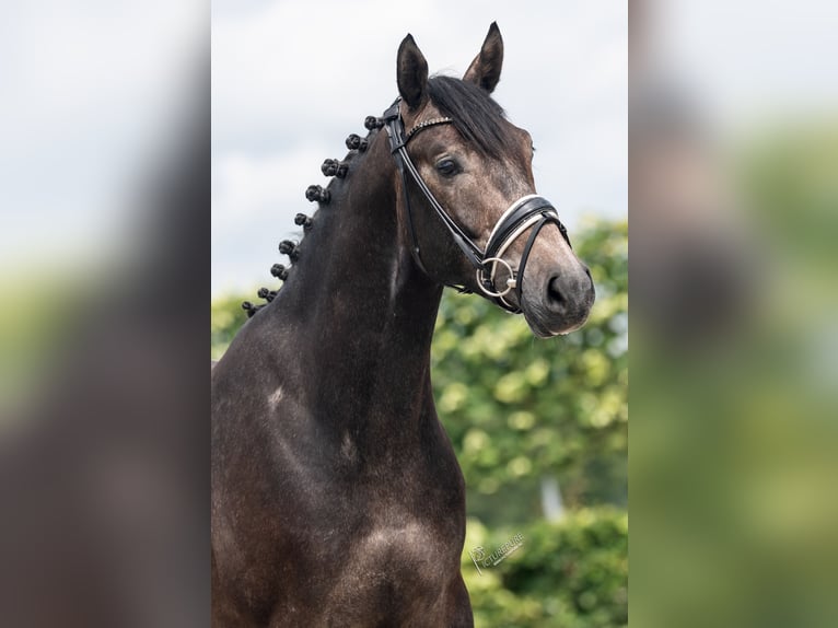 Caballo de deporte alemán Caballo castrado 4 años 165 cm Tordillo negro in Goch