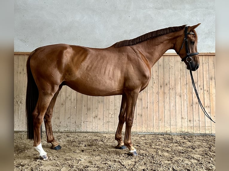 Caballo de deporte alemán Caballo castrado 4 años 166 cm Alazán in Michaelisbruch
