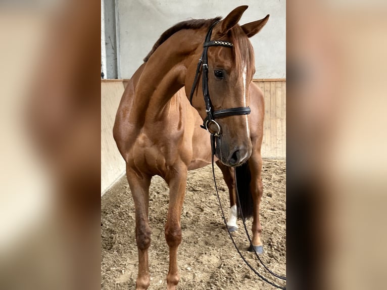 Caballo de deporte alemán Caballo castrado 4 años 166 cm Alazán in Michaelisbruch