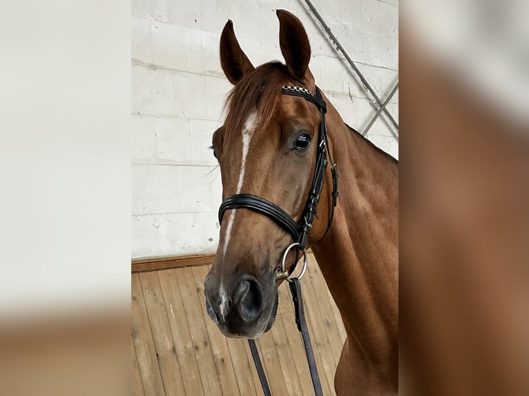 Caballo de deporte alemán Caballo castrado 4 años 166 cm Alazán in Michaelisbruch