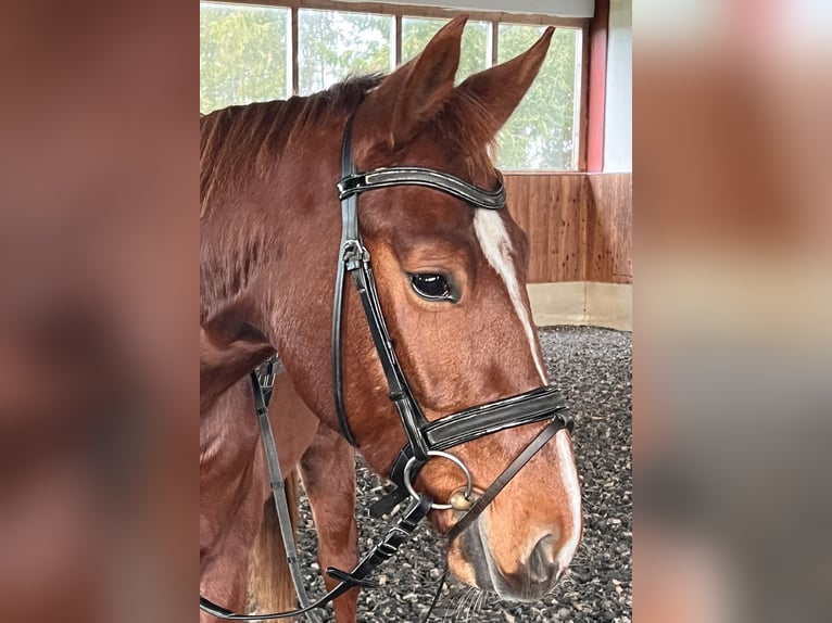 Caballo de deporte alemán Caballo castrado 4 años 166 cm Alazán-tostado in Neukirchen an der Enknach