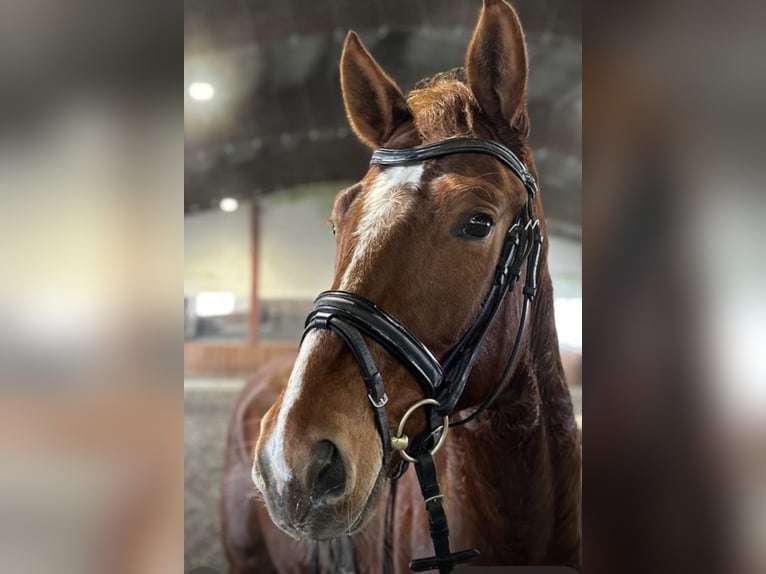 Caballo de deporte alemán Caballo castrado 4 años 166 cm Alazán-tostado in Neukirchen an der Enknach