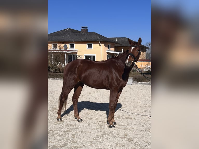 Caballo de deporte alemán Caballo castrado 4 años 166 cm Alazán-tostado in Salzburg