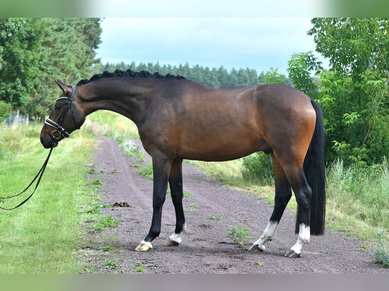 Caballo de deporte alemán Caballo castrado 4 años 166 cm in Kamern