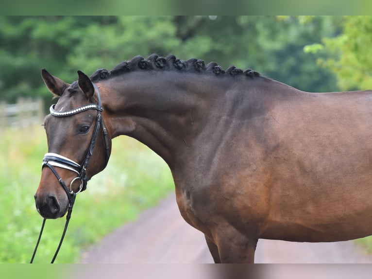 Caballo de deporte alemán Caballo castrado 4 años 166 cm in Kamern