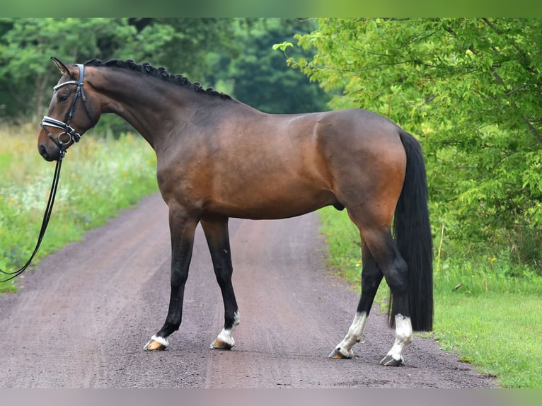 Caballo de deporte alemán Caballo castrado 4 años 166 cm in Kamern