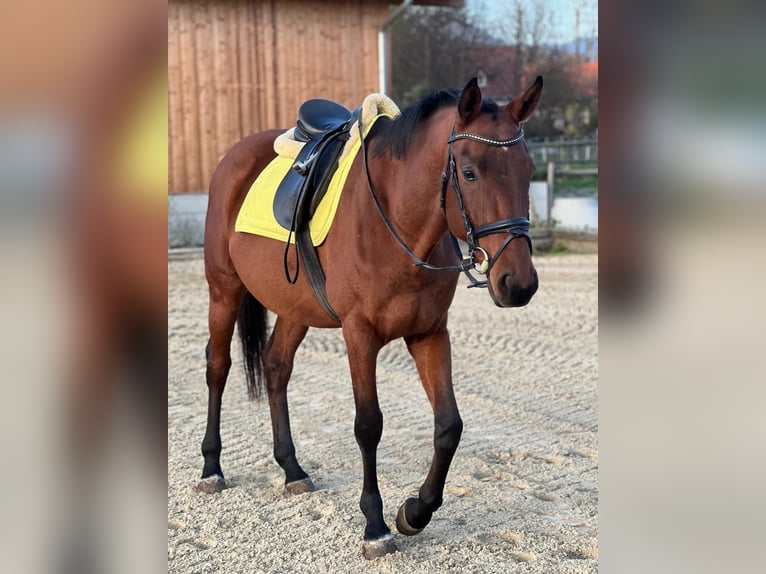 Caballo de deporte alemán Caballo castrado 4 años 166 cm Castaño in Passail