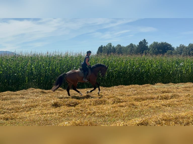 Caballo de deporte alemán Caballo castrado 4 años 166 cm Castaño in Traunstein