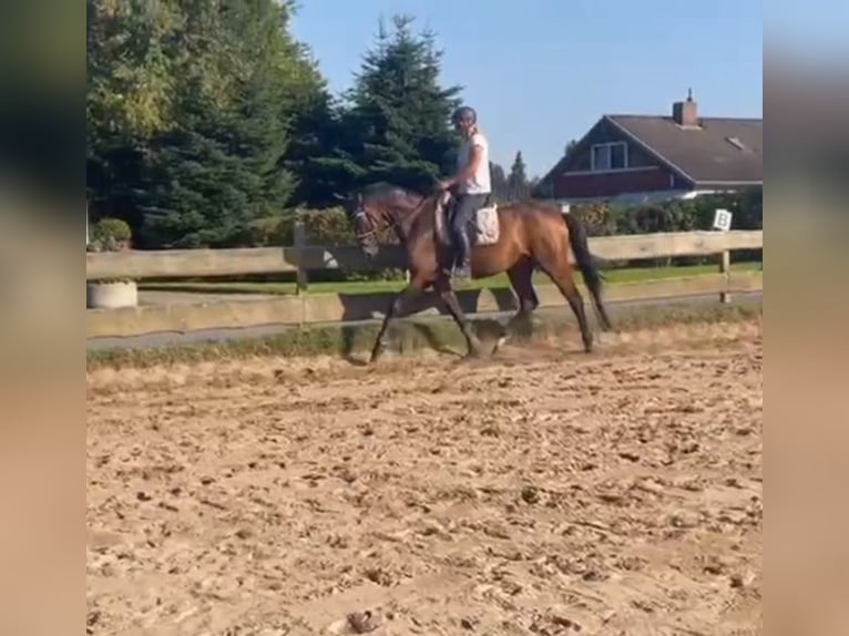 Caballo de deporte alemán Caballo castrado 4 años 166 cm Castaño in Hohenweststedt