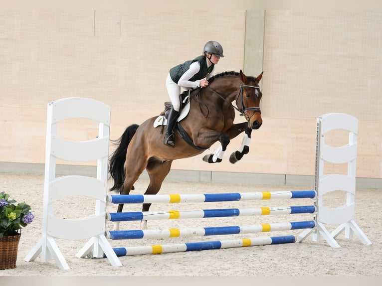 Caballo de deporte alemán Caballo castrado 4 años 166 cm Castaño in Moritzburg