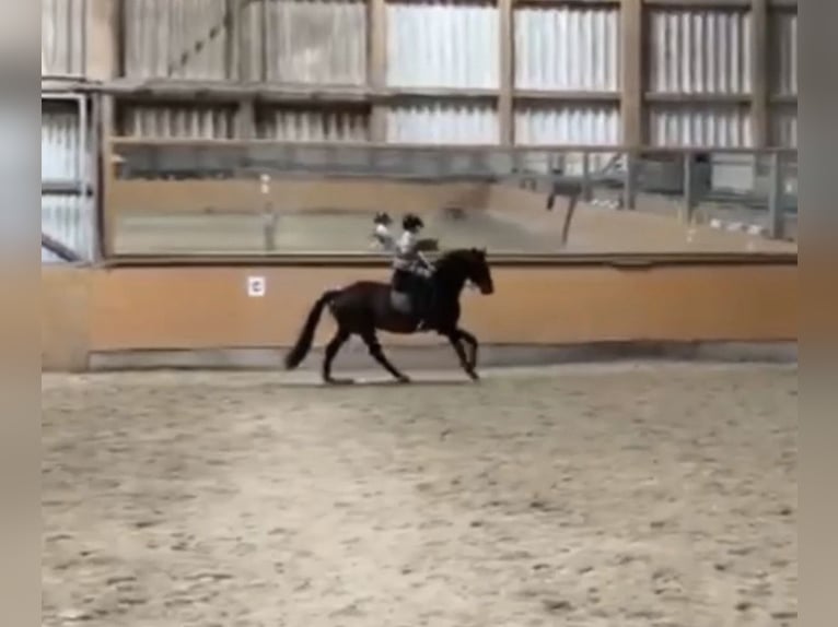 Caballo de deporte alemán Caballo castrado 4 años 166 cm Castaño oscuro in Irsch