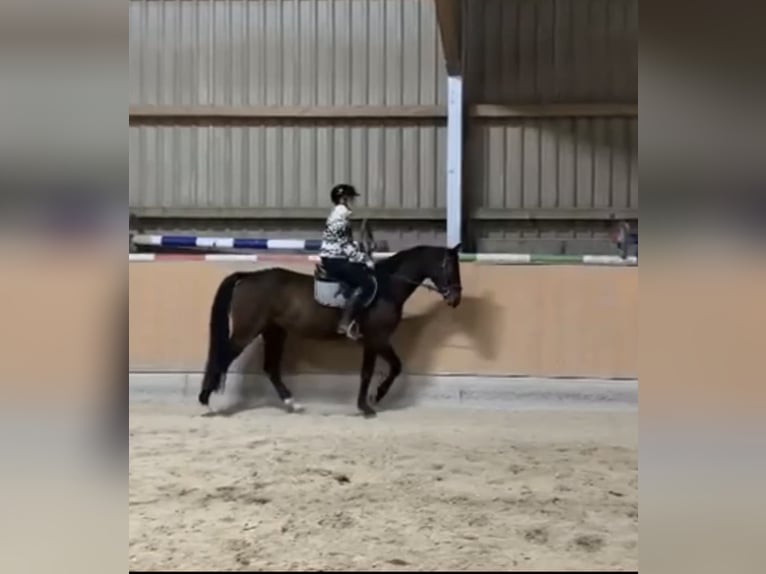 Caballo de deporte alemán Caballo castrado 4 años 166 cm Castaño oscuro in Irsch