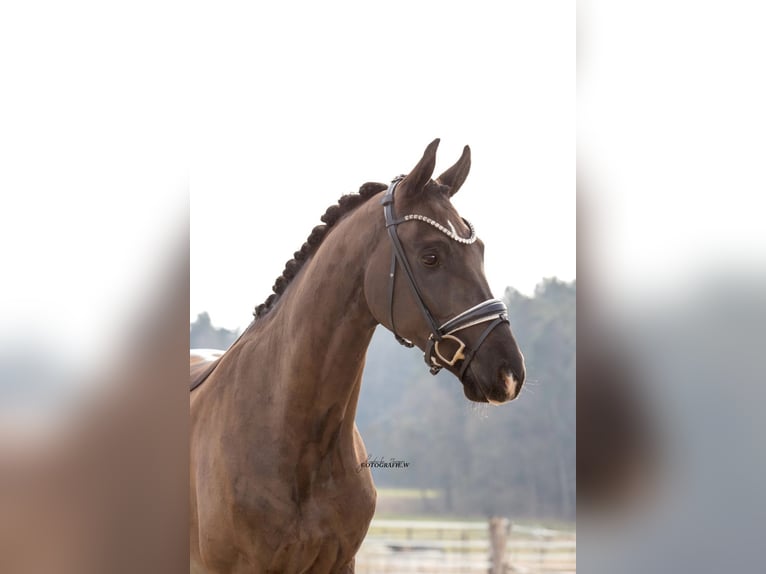 Caballo de deporte alemán Caballo castrado 4 años 166 cm Negro in Lehrberg