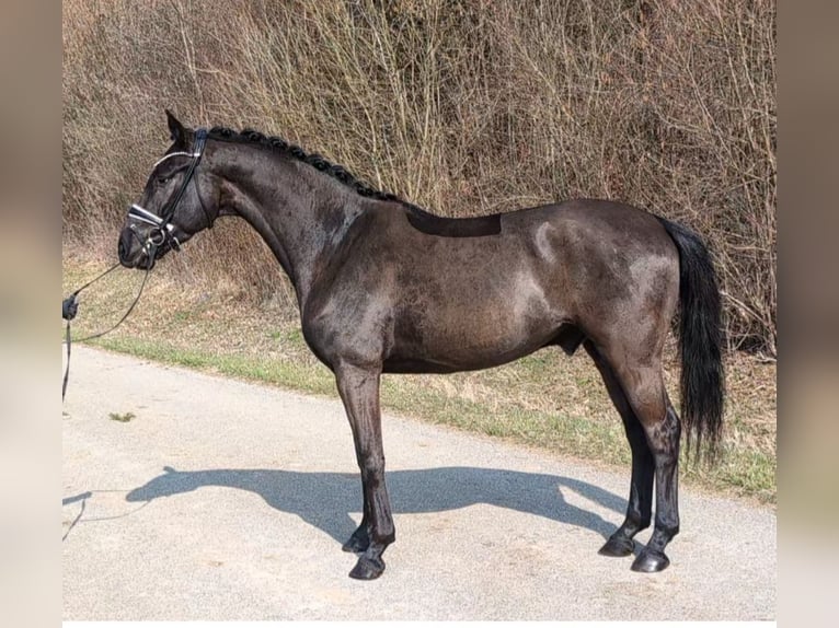 Caballo de deporte alemán Caballo castrado 4 años 166 cm Negro in Plech