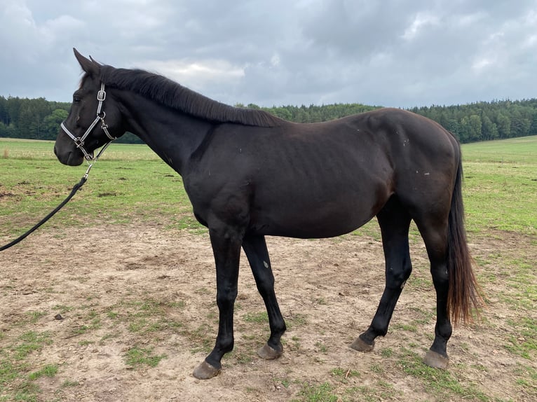 Caballo de deporte alemán Caballo castrado 4 años 166 cm Negro in Schopfloch