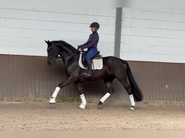 Caballo de deporte alemán Caballo castrado 4 años 166 cm Negro in Lohne (Oldenburg)