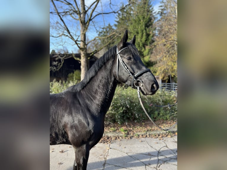 Caballo de deporte alemán Caballo castrado 4 años 166 cm Negro in Mainhardt