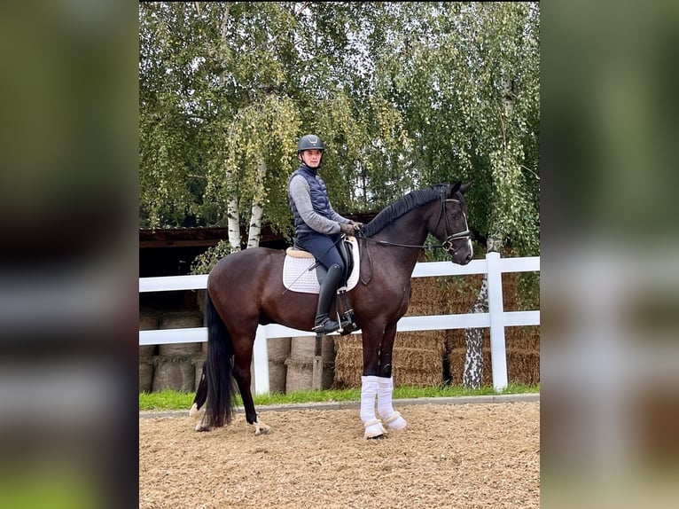 Caballo de deporte alemán Caballo castrado 4 años 166 cm Negro in Reinsdorf