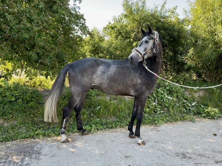 Caballo de deporte alemán Caballo castrado 4 años 166 cm Tordo in Grevenbroich