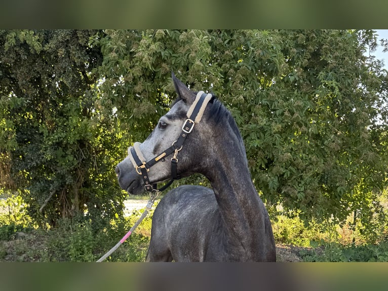 Caballo de deporte alemán Caballo castrado 4 años 166 cm Tordo in Grevenbroich