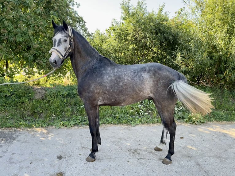 Caballo de deporte alemán Caballo castrado 4 años 166 cm Tordo in Grevenbroich