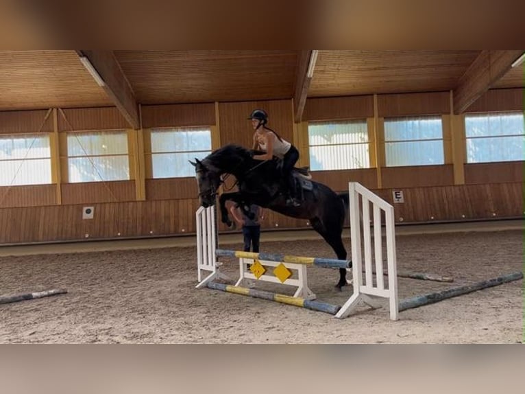 Caballo de deporte alemán Caballo castrado 4 años 166 cm Tordo in Dobel