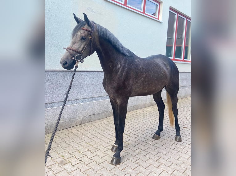 Caballo de deporte alemán Caballo castrado 4 años 166 cm Tordo in Dobel