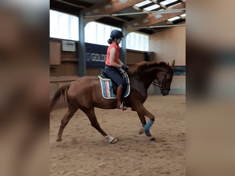 Caballo de deporte alemán Caballo castrado 4 años 167 cm Alazán in Ilmtal-Weinstra&#xDF;e