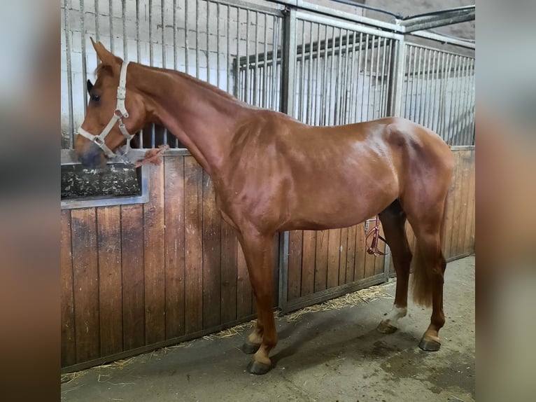 Caballo de deporte alemán Caballo castrado 4 años 167 cm Alazán in Ilmtal-Weinstra&#xDF;e