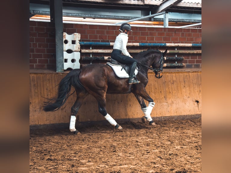 Caballo de deporte alemán Caballo castrado 4 años 167 cm in Dorsten