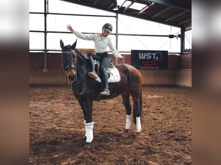 Caballo de deporte alemán Caballo castrado 4 años 167 cm in Dorsten