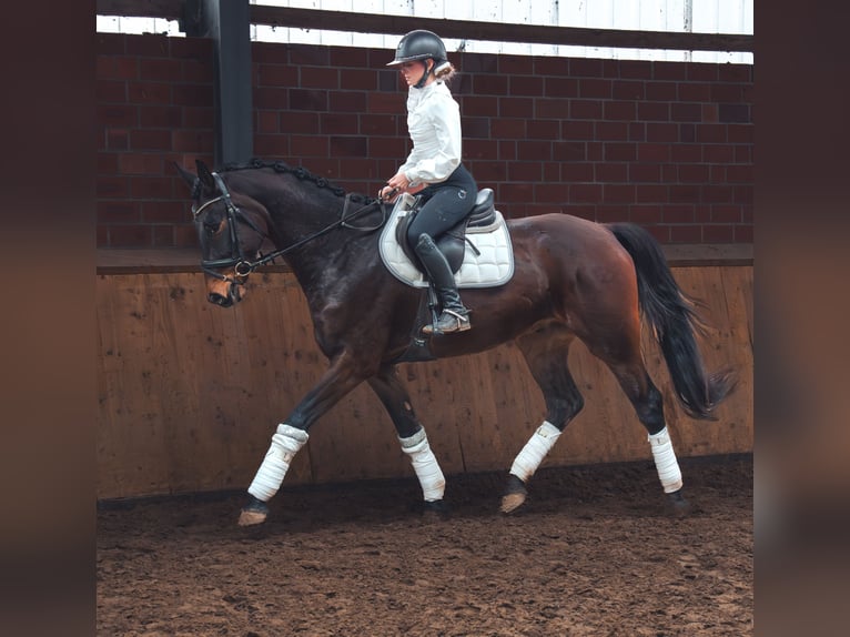 Caballo de deporte alemán Caballo castrado 4 años 167 cm in Dorsten