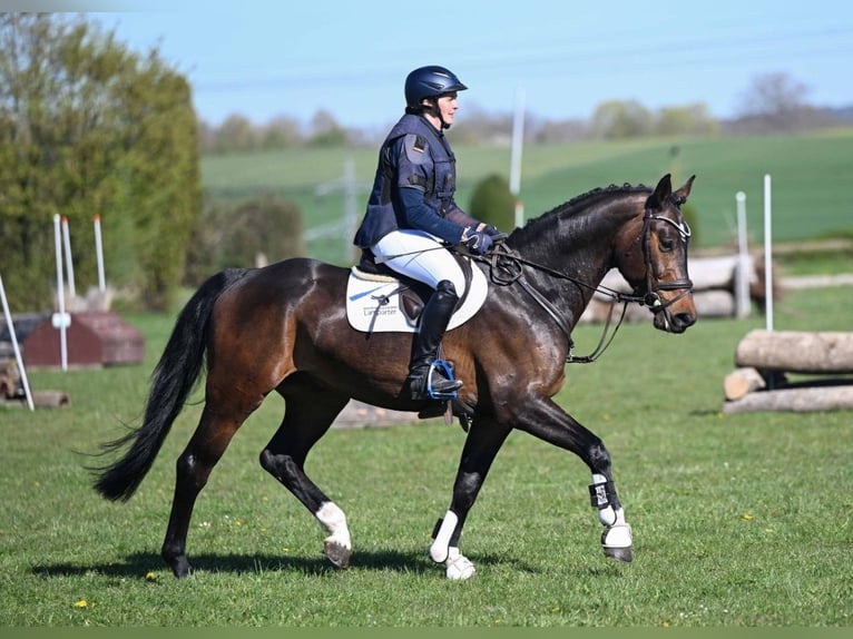 Caballo de deporte alemán Caballo castrado 4 años 167 cm Castaño in Gomadingen