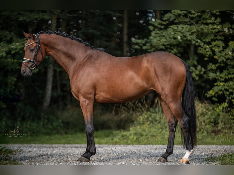 Caballo de deporte alemán Caballo castrado 4 años 167 cm Castaño in Wehringen