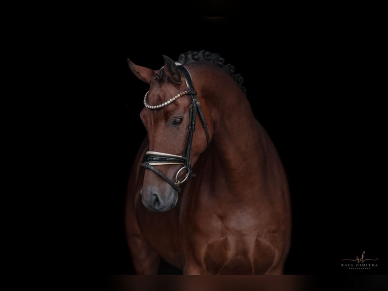 Caballo de deporte alemán Caballo castrado 4 años 167 cm Castaño in Wehringen