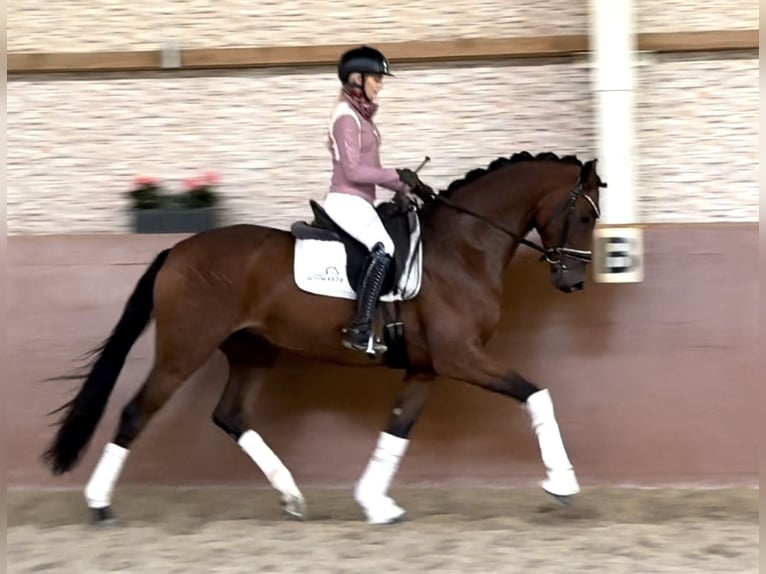 Caballo de deporte alemán Caballo castrado 4 años 167 cm Castaño in Wehringen