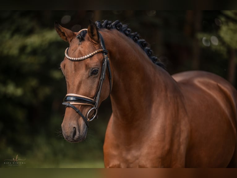 Caballo de deporte alemán Caballo castrado 4 años 167 cm Castaño in Wehringen