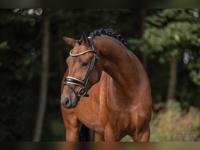 Caballo de deporte alemán Caballo castrado 4 años 167 cm Castaño in Wehringen