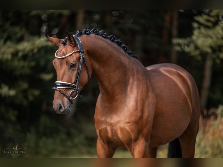 Caballo de deporte alemán Caballo castrado 4 años 167 cm Castaño in Wehringen