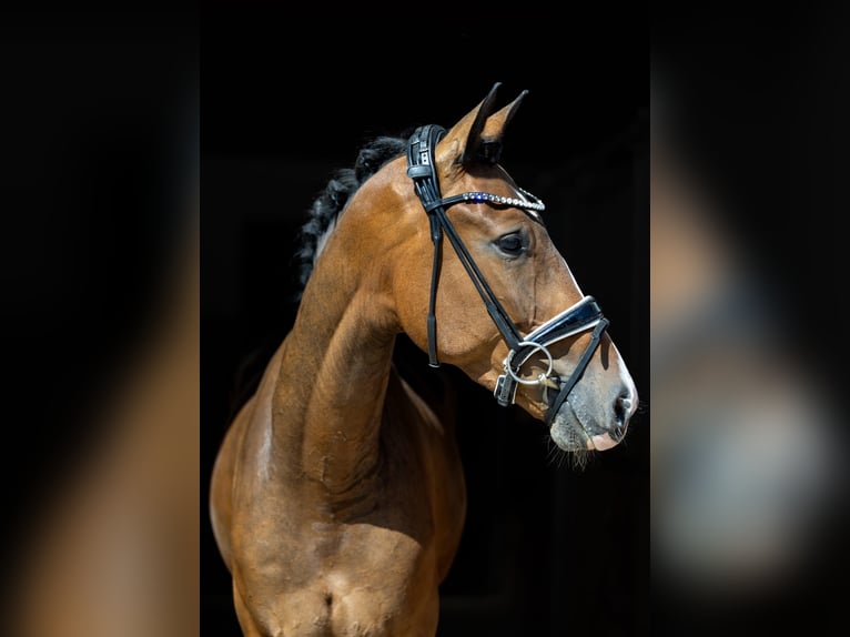 Caballo de deporte alemán Caballo castrado 4 años 167 cm Castaño in Rosenheim